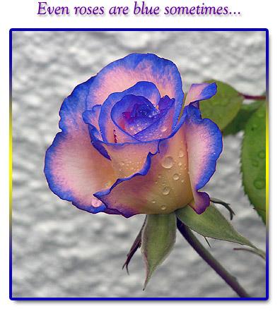 la rose